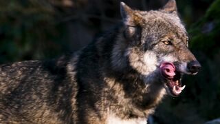 Super wolf