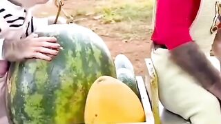 Monkey Funny video