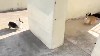 Funny Dogs
