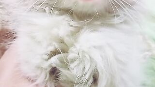 Beautiful Cat
