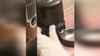 Very Fun|Funniest animals | dogs and cats