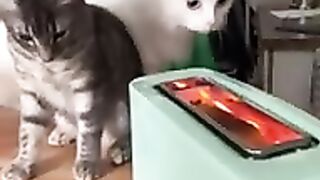 Cute cat funny cat video