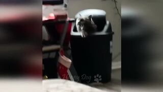 Very Fun|Funniest animals | dogs and cats
