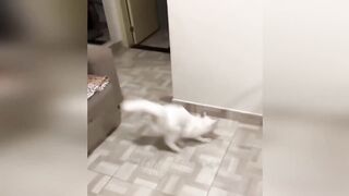 Very Fun|Funniest animals | dogs and cats