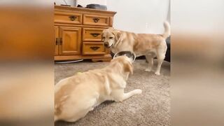 Very Fun|Funniest animals | dogs and cats