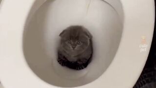 Noughty Cats