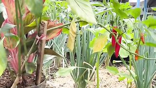 Rain repellent/penangkal hujan