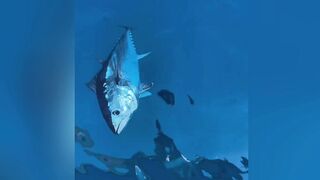 Giant Tuna Spotted in the Deep Blue! 🐟🌊