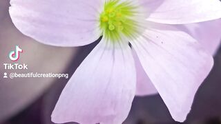 Flower lovers 3
