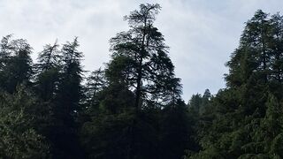 Nature 339