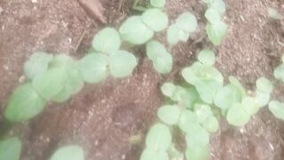Okra Seedlings Germination Method