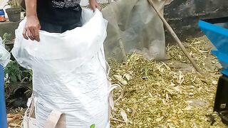 Cara Buat Pakan Silase Domba