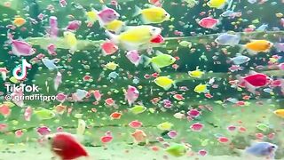 Beautiful Colourfull Fishes