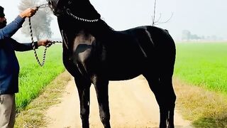 Black Hourse