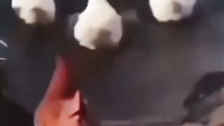 A galinha que não sabe nadar