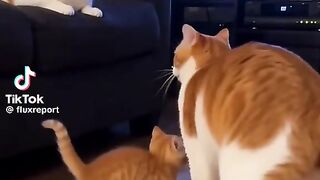 Dancing cat 10