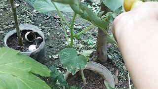 Harvesting 2