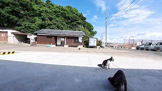 For the afternoon cat gathering, the cats assemble here because the bicycle parking area is in the shade.