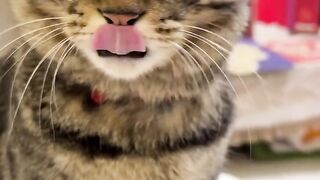 Plot Twist: Anabul's Behavior Shocks You! 😱 cat