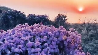 Love video 23