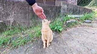 A cat that climbs the stairs with you, matching your pace step by step—it’s absolutely adorable.