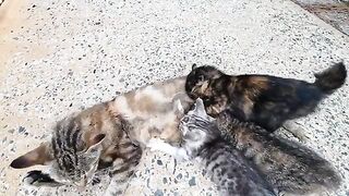 The mama cat returned home from a meal at the harbor and was kept very busy, surrounded by the kittens who had been waiting for her!