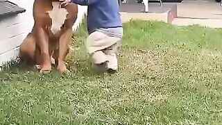 Baby and dogs love