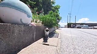 On a street near the harbor of Cat Island, a tanuki-like cat seemed to be trying to say something to me.