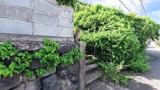 The cat on "Cat Island"—which had been waiting patiently on the wall for someone to come along—was absolutely adorable.