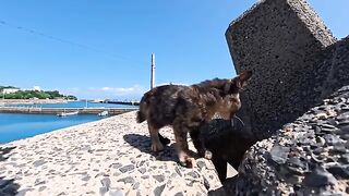I followed the kittens to their playground under the tetrapods.