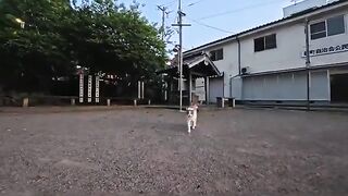 I met a friendly stray cat at the shrine in the evening.