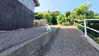 That white cat is just too cute—when I hold out my hand, it stretches up to be petted.