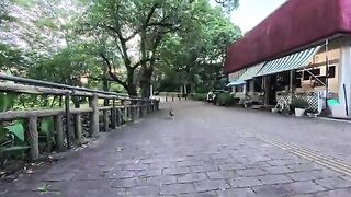 A cat in the park at dusk walked straight toward me and flopped onto its side right in front of me—it was unfairly cute.