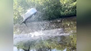 Huge Fish Makes an Explosive Jump! 😱🎣 Incredible Fishing Moment