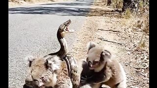 A Python snake vs Koala