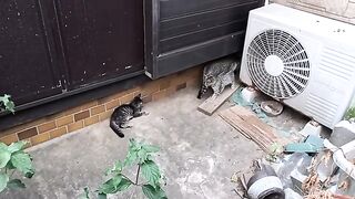 These slightly timid kitten siblings are just too cute.