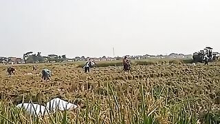 Memanen padi di kampung halaman