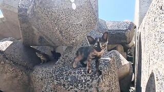 I got a little closer to the kittens playing among the tetrapods, and they were so adorable—it was truly heartwarming.
