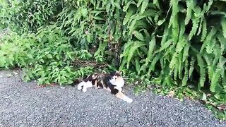 The calico cat was absolutely adorable—purring loudly with delight whenever I petted her.