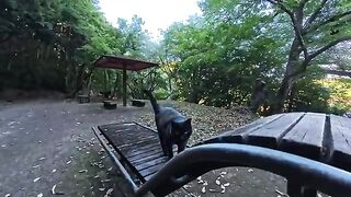 There was a black cat at the rest area on the hiking trail; it was waiting on a chair, ready to be petted—an affectionate little .