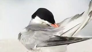 beautiful glimpse of coastal wildlife. 🌊🐦