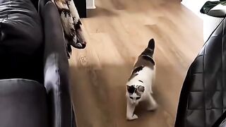 Cute animal 15
