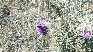 Bees collect pollen