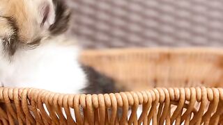 This is really a very cute cat