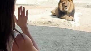 Lion funny