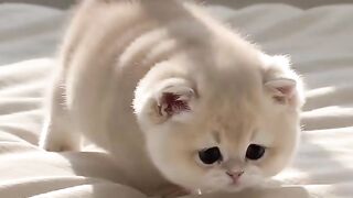 A very adorable cat