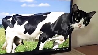 All animals so innocent