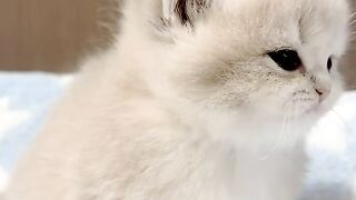 Funny Cat Having a Crazy Playtime 😹🐾