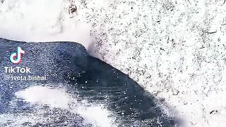 Sea life 5