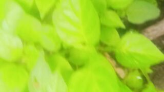 Pepper Seedlings Germination Propagation Production Method